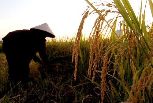 Không sản xuất nông nghiệp, không được nhận thừa kế đất ? | Vietnam Fraternité