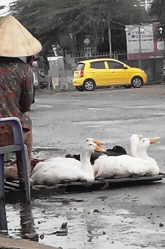 ‘Bí mật quốc gia’ 5 năm tù - ‘Con vịt’ 7 năm tù | Vietnam Fraternité