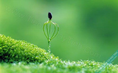 Giáo dục như trồng một vườn hoa | Vietnam Fraternité