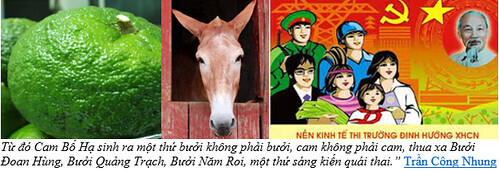 Cam Bố Hạ | Vietnam Fraternité