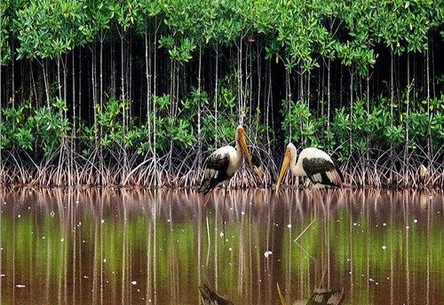 Cảm ơn những người của Rừng Mắm Việt Nam | Vietnam Fraternité