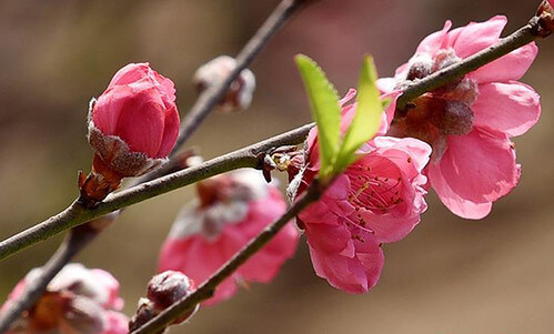 Đầu Xuân Nhâm Dần | Vietnam Fraternité