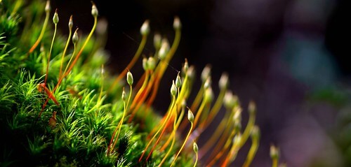 Đối luận 1.5 : Ý thức dựa ý nguyện, nương ý nguyền... | Vietnam Fraternité