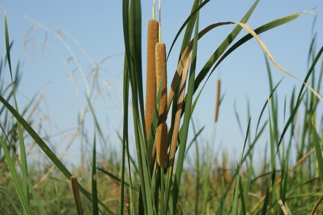 Não luận 8 : Chuyển hóa não bộ, chuyển biến não trạng | Vietnam Fraternité