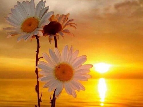 Vô luận 4 : Vô thức – vô thuật | Vietnam Fraternité