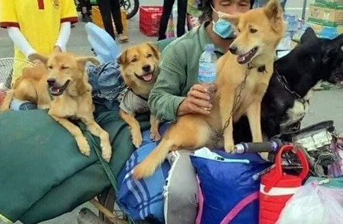 Vụ giết đàn chó ở Cà Mau không yên với dư luận | Vietnam Fraternité