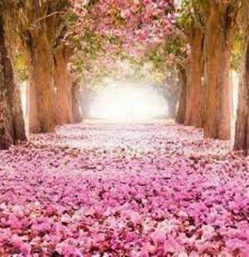 Thức luận 8 : Việt vận | Vietnam Fraternité