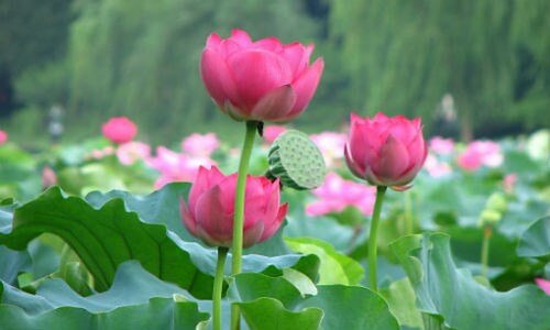 Đồng luận 2 : …dựng đồng hội, nhận đồng thuyền | Vietnam Fraternité