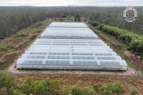 Du học sinh trồng cần sa, xe tải từ Lào cày nát quốc lộ Việt Nam | Vietnam Fraternité