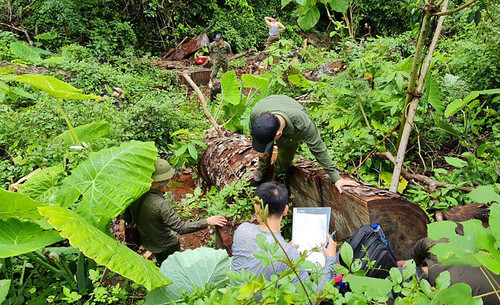 Phá rừng , phá sòng bài nhưng không được đụng tới Phương Hằng | Vietnam Fraternité