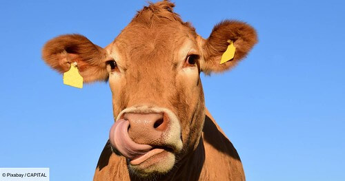 Tịnh Thất Bồng Lai thật ra chỉ là vụ án động đến một con bò | Vietnam Fraternité