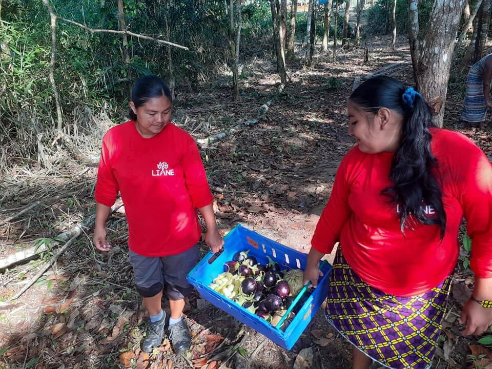 Lien Et Insertion Pour La Guyane