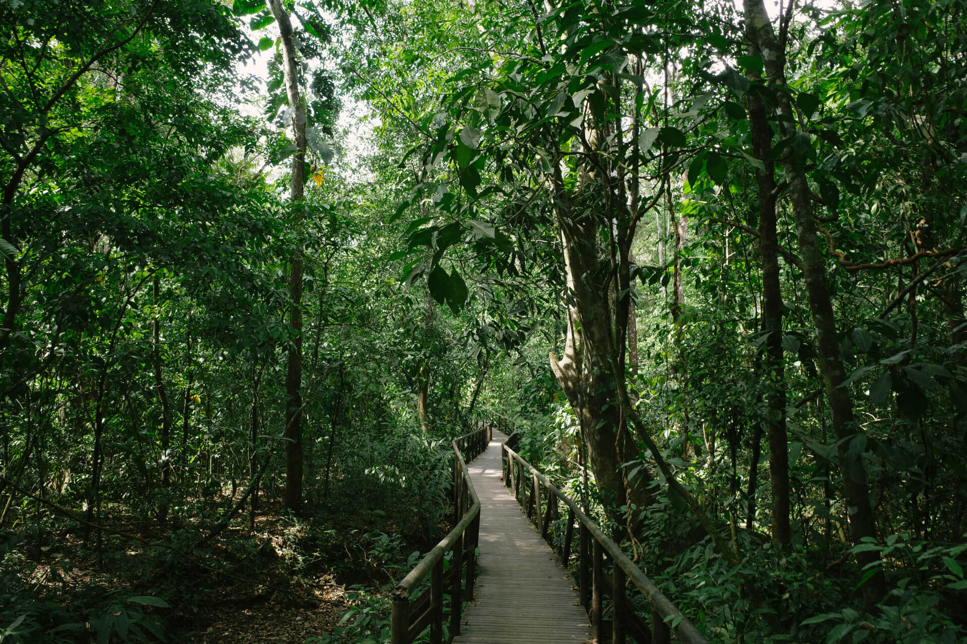 Lien Et Insertion Pour La Guyane