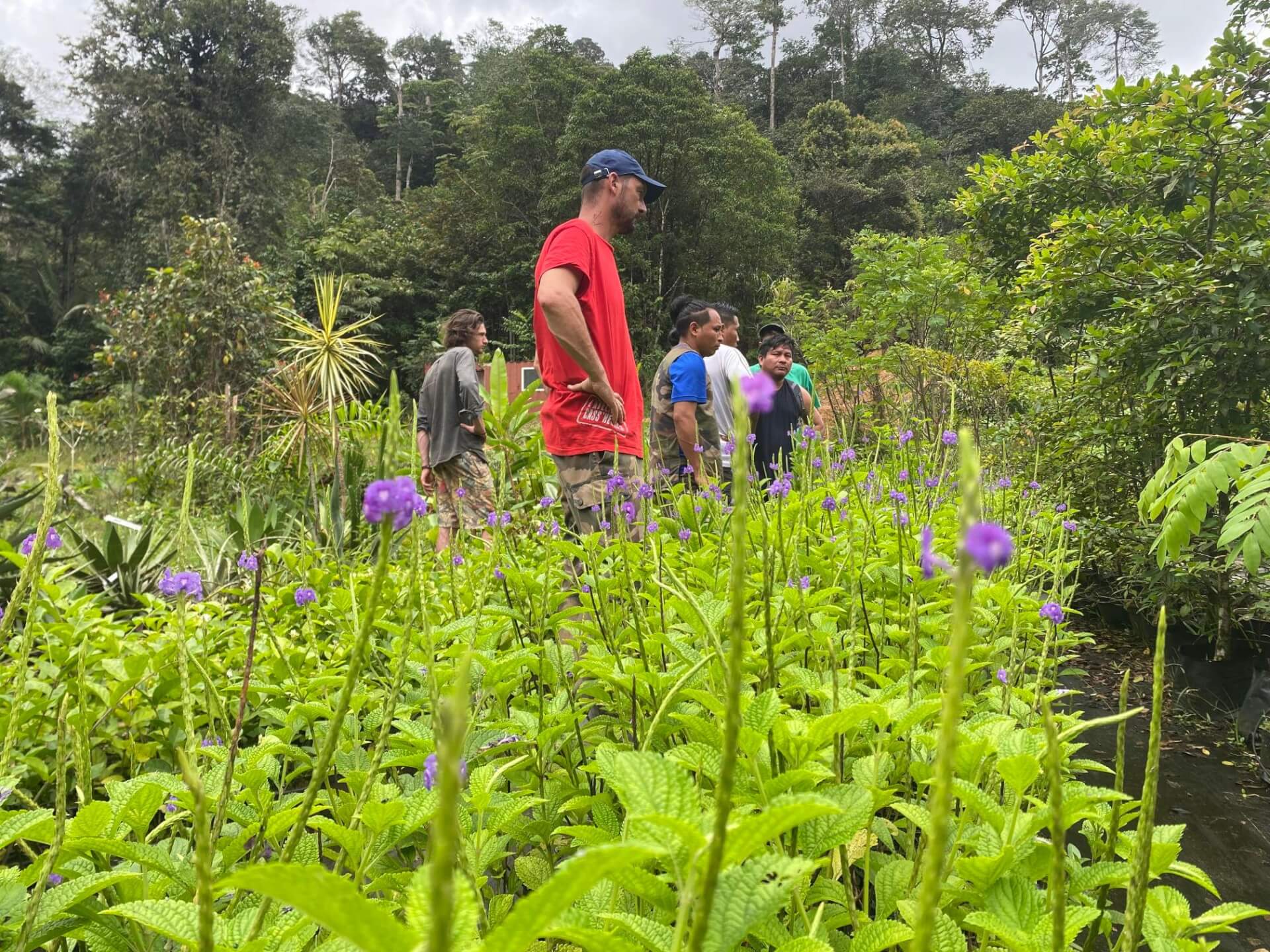 Lien Et Insertion Pour La Guyane