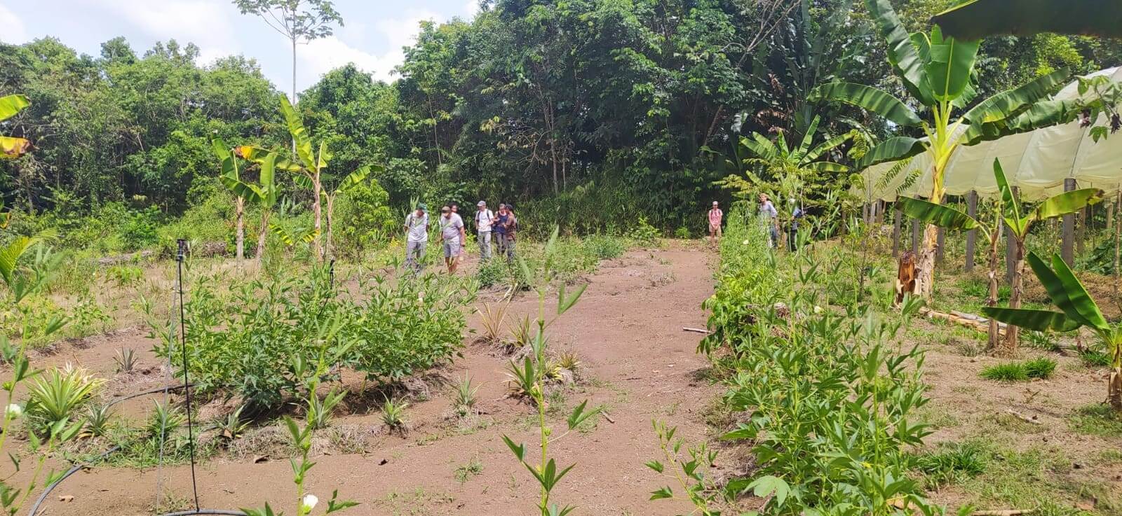 Lien Et Insertion Pour La Guyane