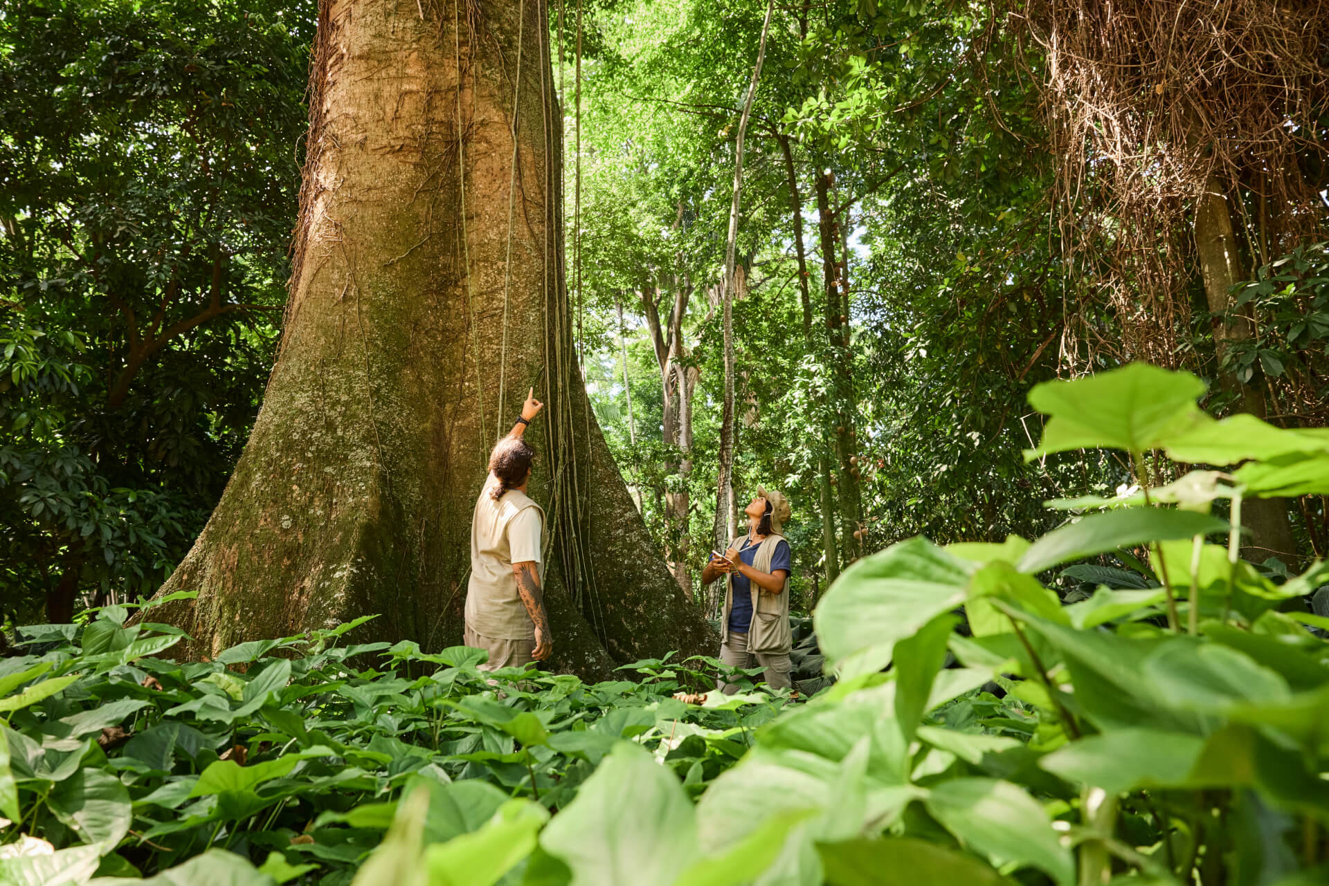 Lien Et Insertion Pour La Guyane