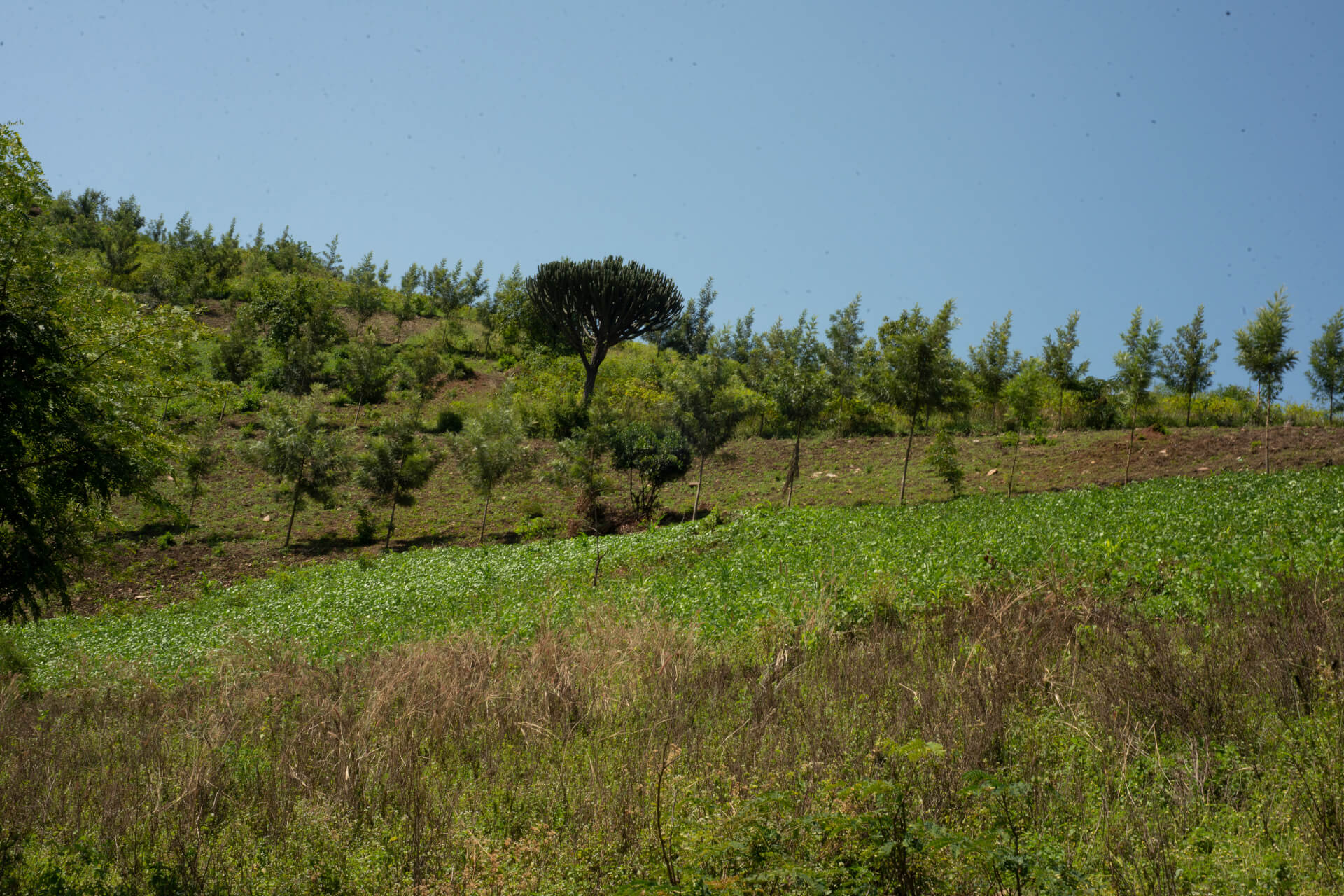 Beyond Aid: How Women-Led Agroforestry Is Strengthening Food Security and Climate Resilience in Uganda | Forus
