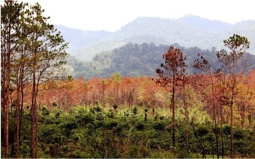 Tây nguyên | Vietnam Fraternité