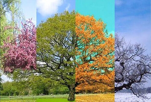 Mùa xuân vĩnh hằng trong Vivaldi | Vietnam Fraternité