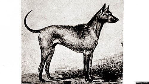 Chó Phú Quốc vẫn còn hay đã tuyệt chủng ? | Vietnam Fraternité