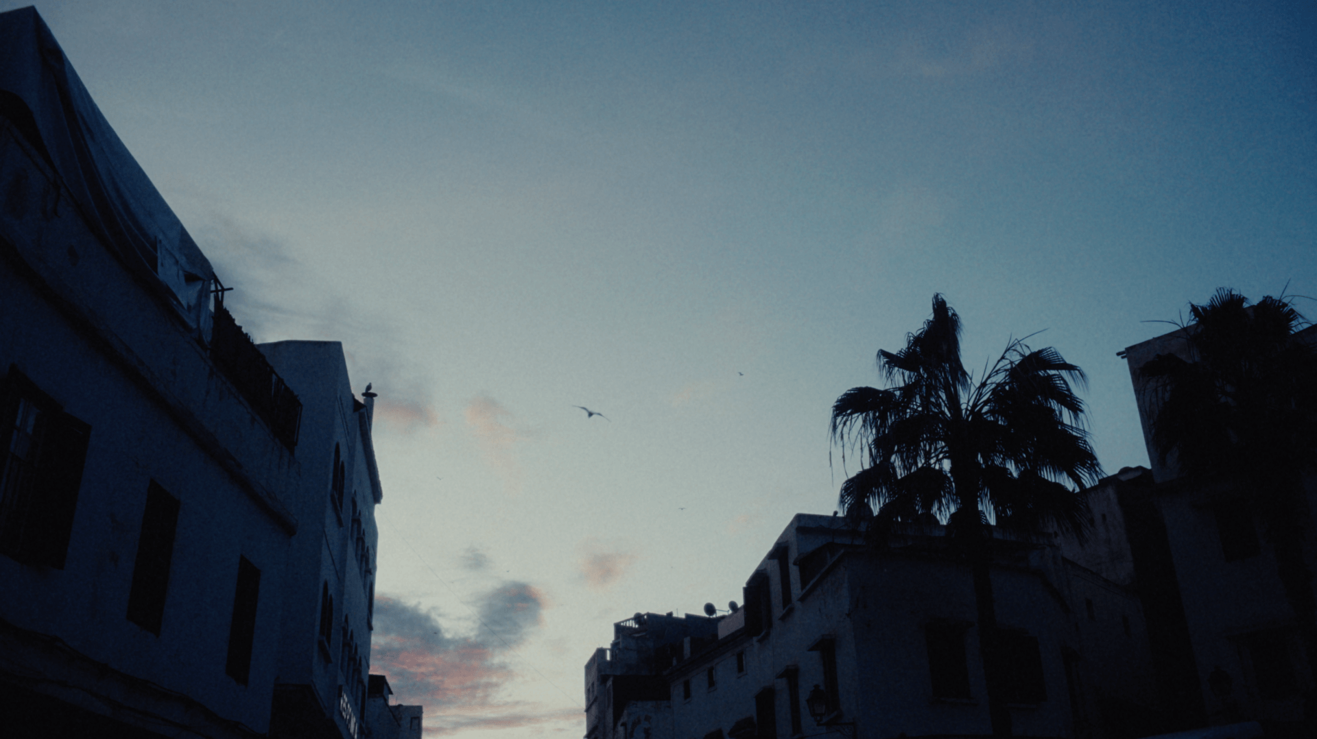 - | Vadim Alsayed