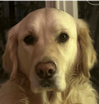 Uma | FCAPI - France Chiens d'Assitance Personnalisé et indidualisé