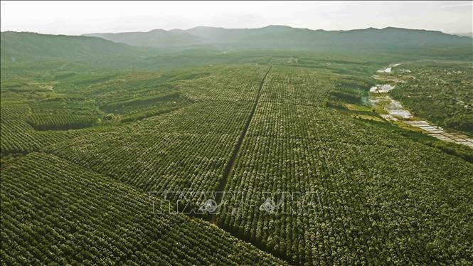 Vietnam Fraternité
