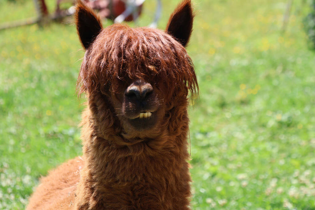 La contrée des minis