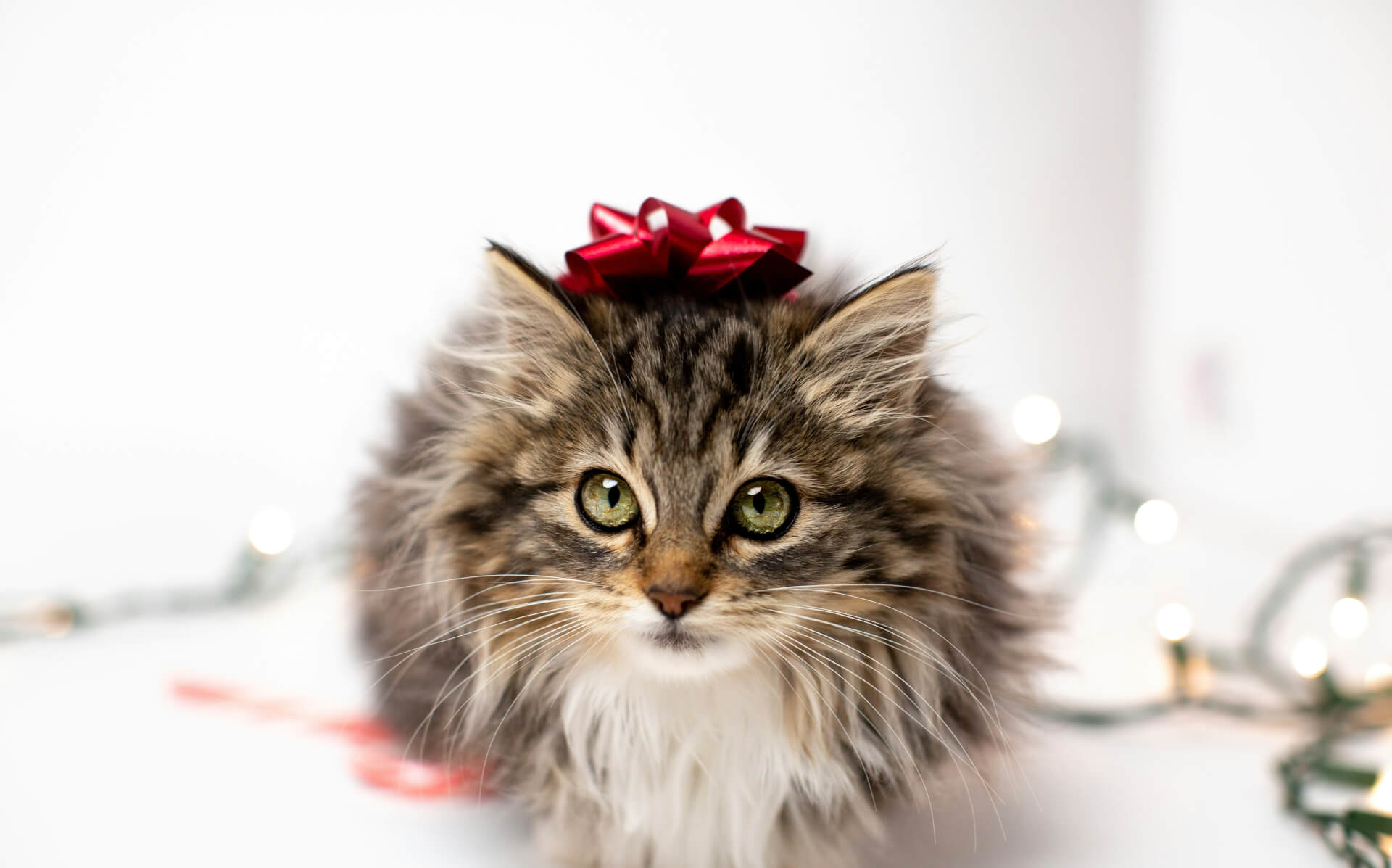 Créations | Ch'amis pour la vie