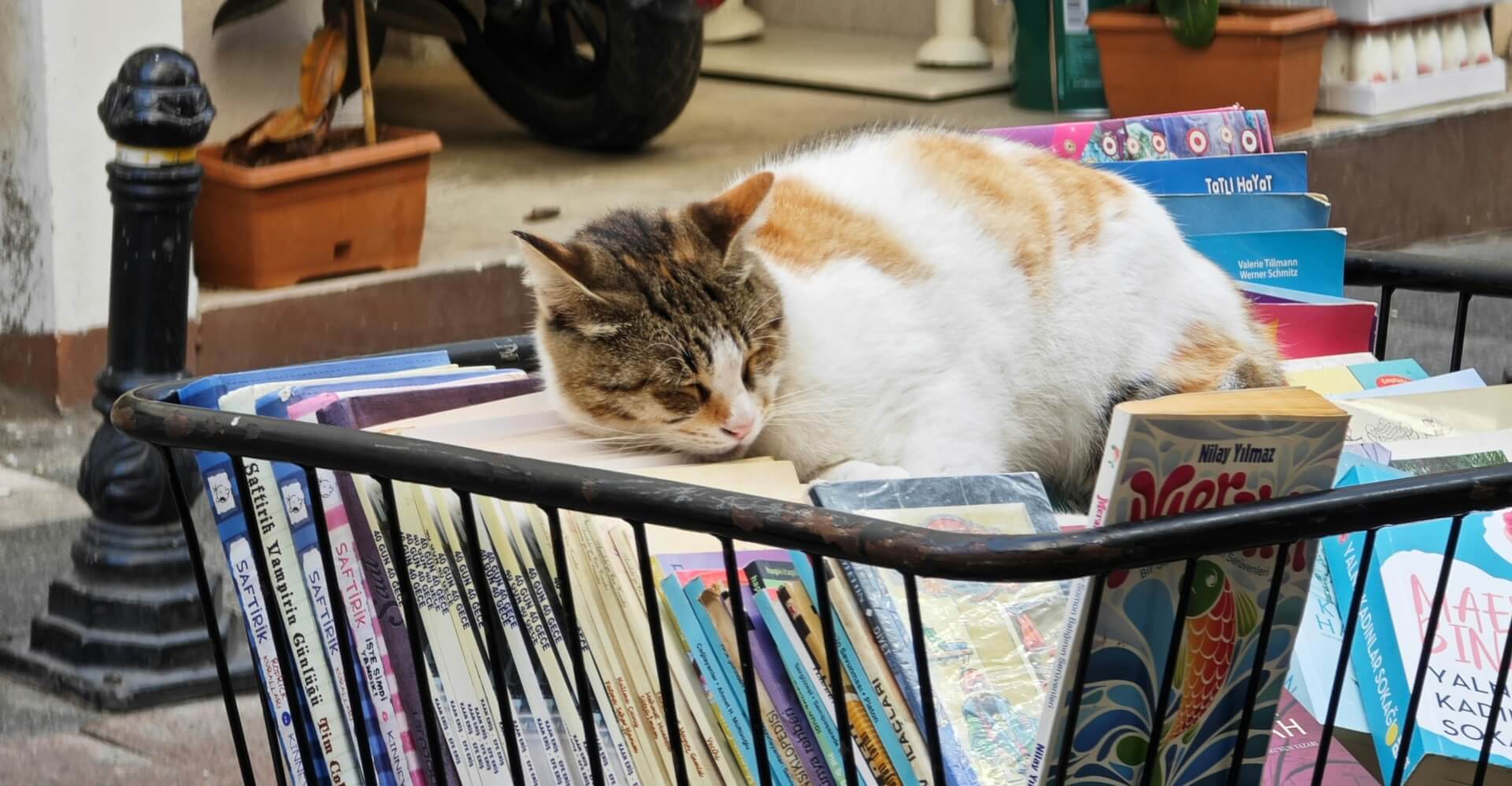 Vide-grenier | Ch'amis pour la vie