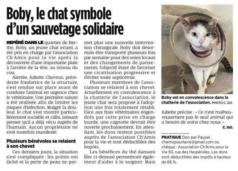 Bobby, le chat symbole d'un sauvetage solidaire | Ch'amis pour la vie