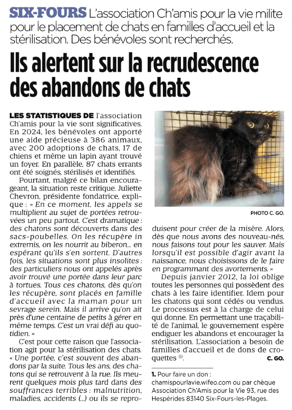 Ila alertent sur la recrudescence des abandons de chats | Ch'amis pour la vie