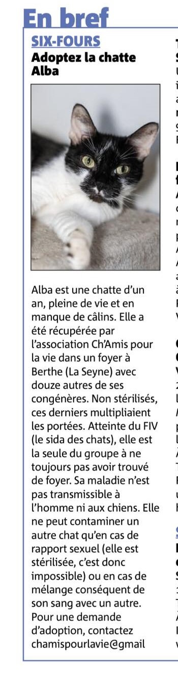 Adoptez la chatte Alba | Ch'amis pour la vie