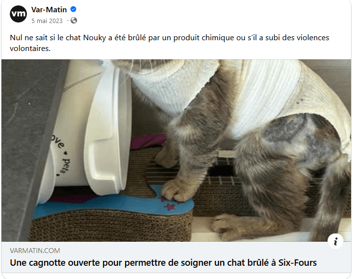 Une cagnotte ouverte pour permettre de soigner un chat brulé à six fours | Ch'amis pour la vie