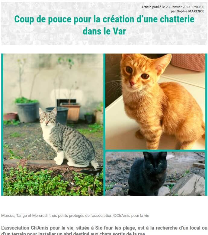 Coup de pouce pour la création d'une chatterie dans le Var | Ch'amis pour la vie