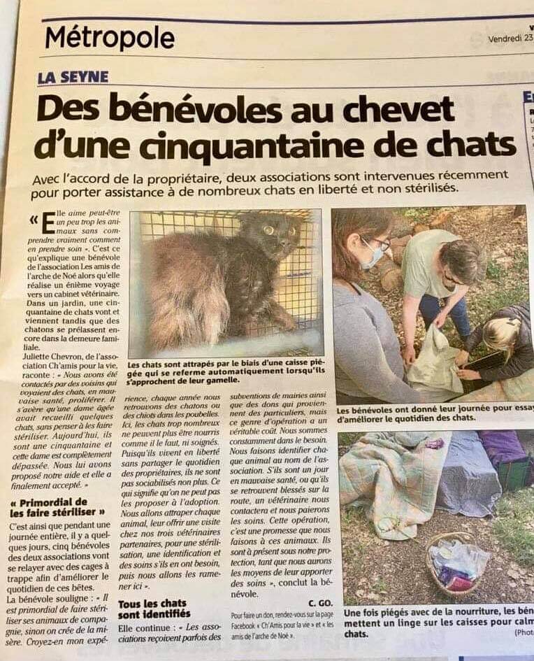Des bénévoles au chevet d'une cinquantaine de chats | Ch'amis pour la vie