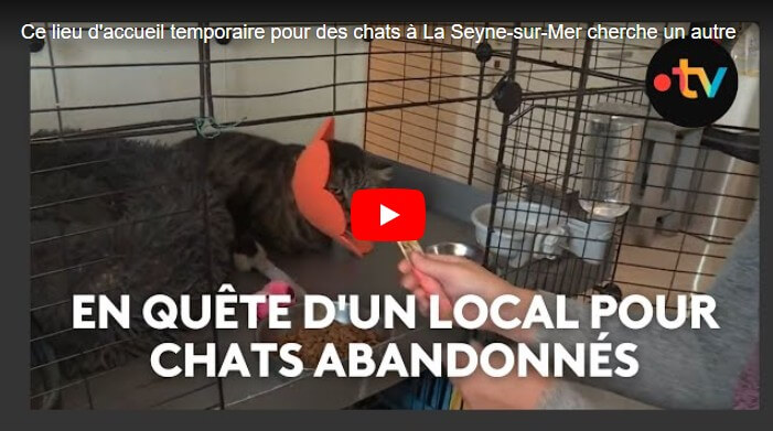 Chats cherchent local plus grand et familles d'accueil dans le Var | Ch'amis pour la vie