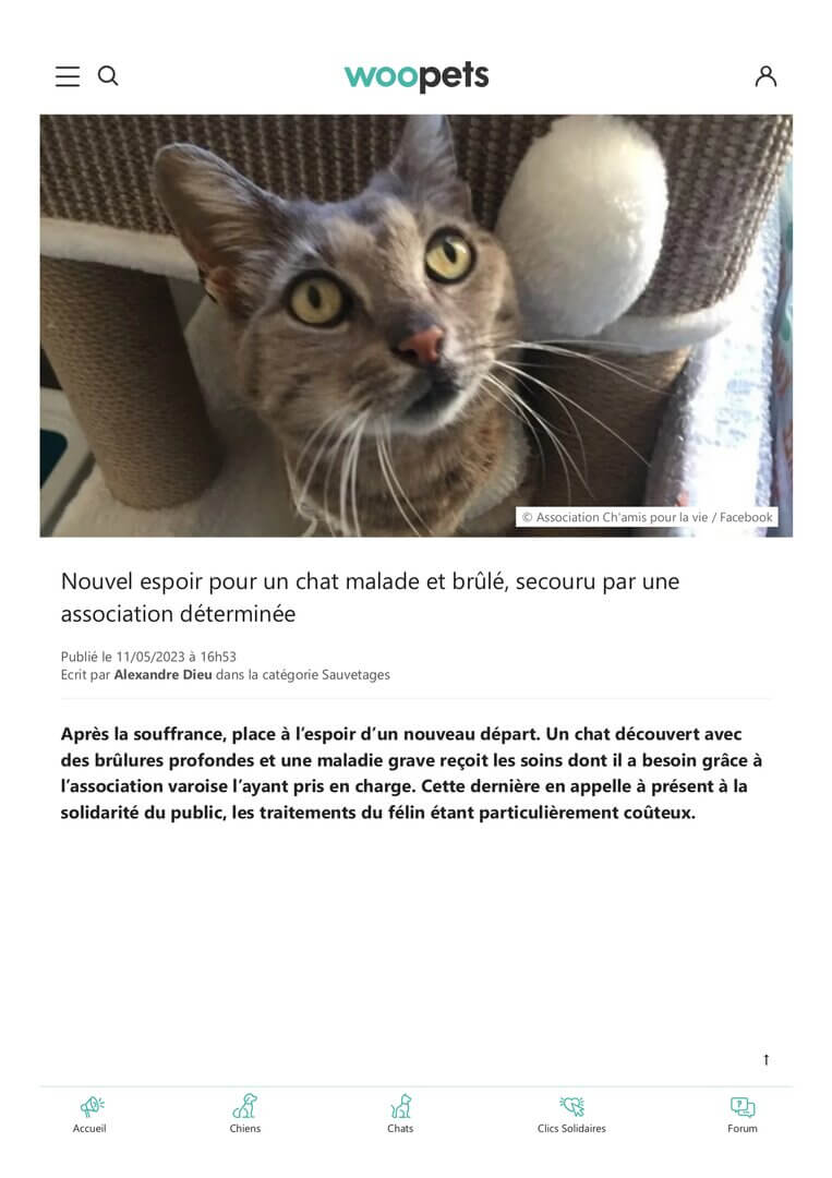 Nouvel espoir pour un chat malade et brûlé, secouru par une association déterminée | Ch'amis pour la vie