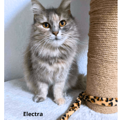 ELECTRA | Ch'amis pour la vie