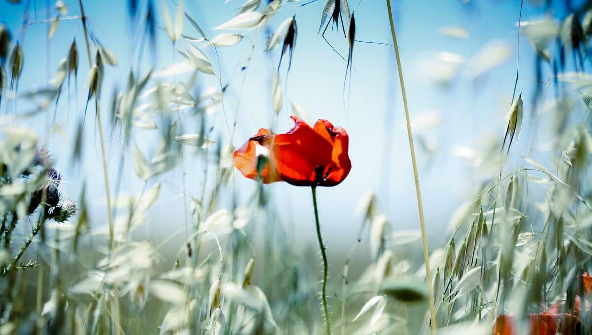 Dân chủ không rơi từ Trời, nó mọc từ Đất | Vietnam Fraternité