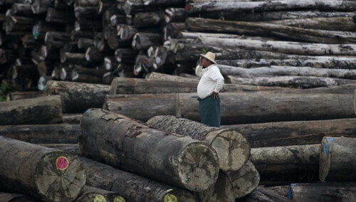 Ngành gỗ Myanmar đang nuôi dưỡng chính quyền quân sự như thế nào ? | Vietnam Fraternité