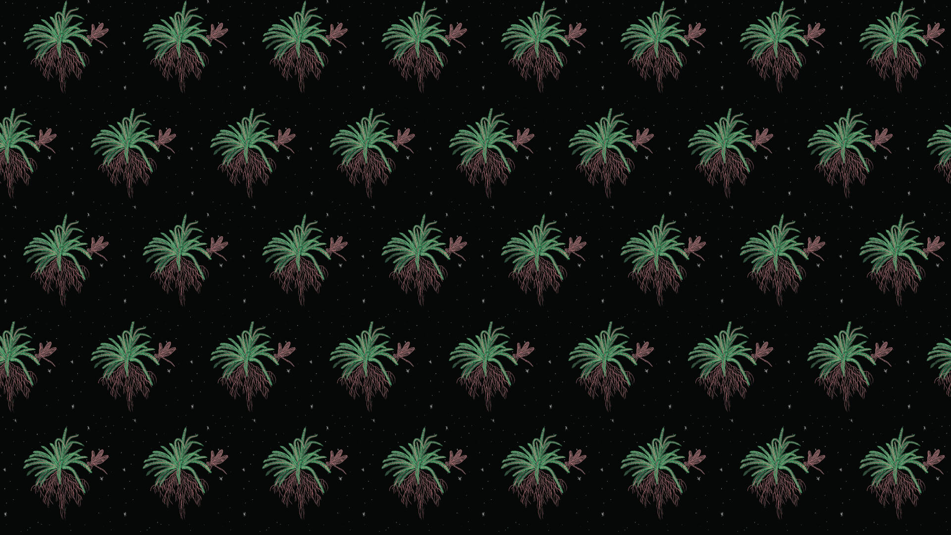 NIEVE VOLCANIA | Star Wax Magazine