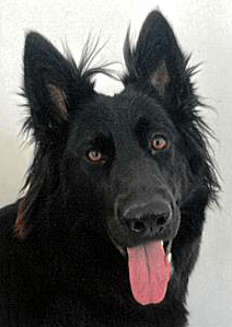 ALBA | FCAPI - France Chiens d'Assitance Personnalisé et indidualisé