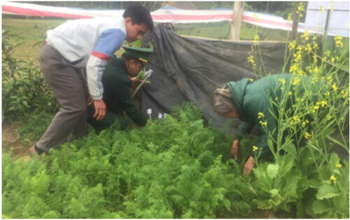 Phong trào trồng cây cần sa phát triển mạnh trên Tây Nguyên | Vietnam Fraternité