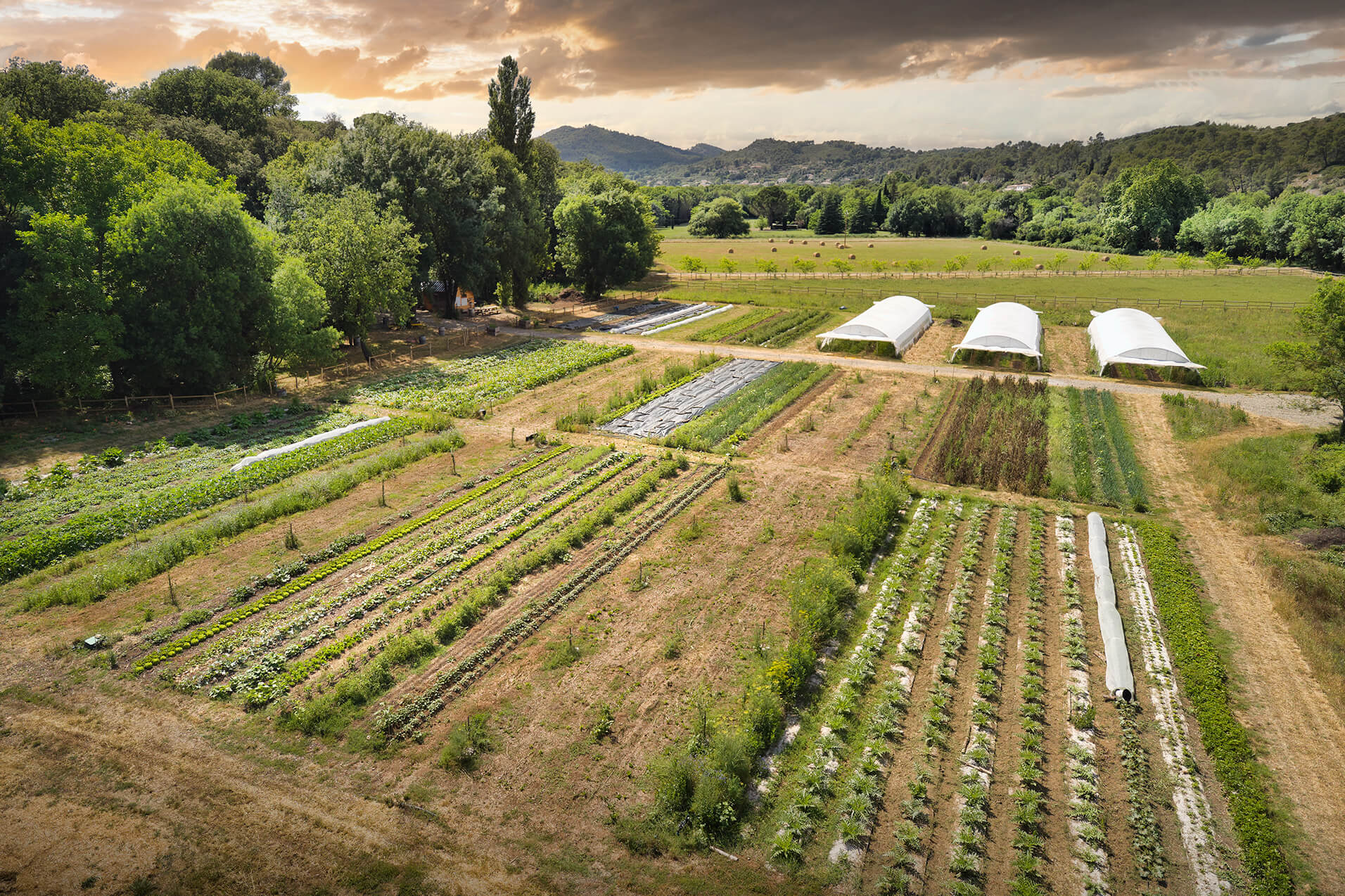 Potagers & Compagnie