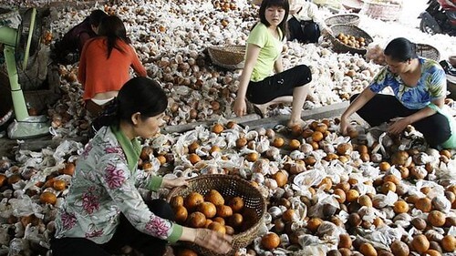 Người Việt và triết lý 'giàu nhanh, đi tắt, gồm cả phá hoại' | Vietnam Fraternité