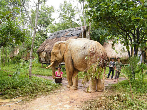Bảo vệ thiên nhiên : dân Việt cứ đốt sống voi nhà đấy thì sao ? | Vietnam Fraternité