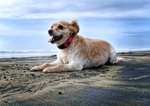 Thương yêu nào cho người | Vietnam Fraternité