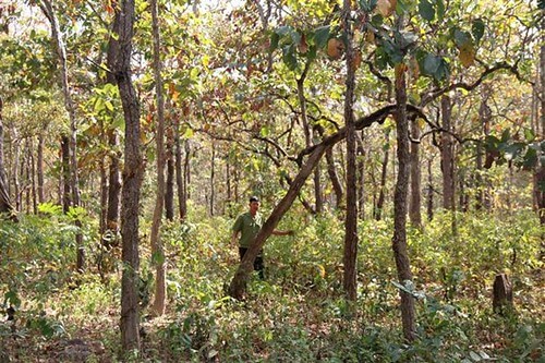 Cây rừng và sông suối ở Bình thuận cạn kiệt vì lòng tham | Vietnam Fraternité