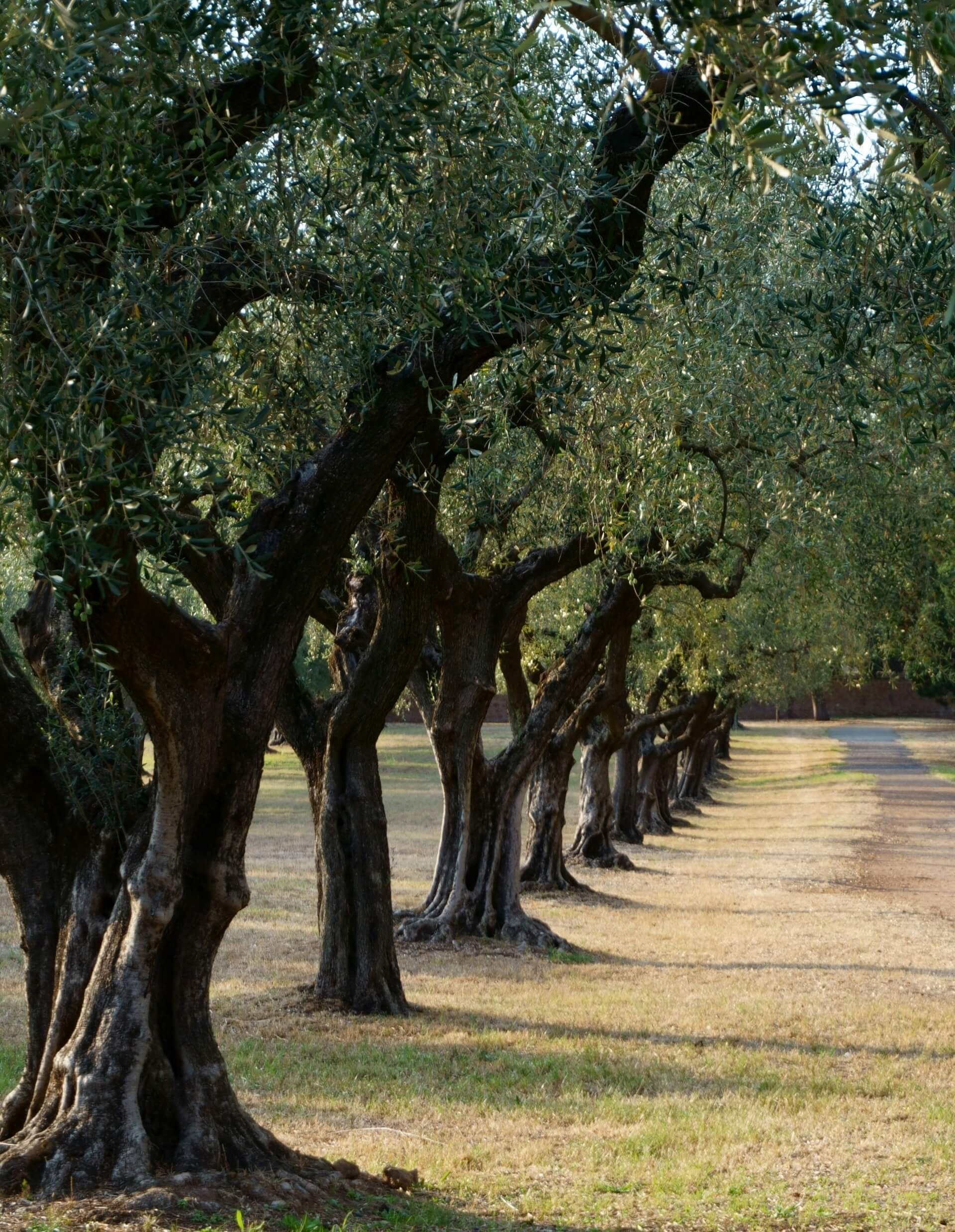 (Ré)Apprendre à conduire et à tailler les oliviers dans un contexte de changement climatique | Potagers & Compagnie
